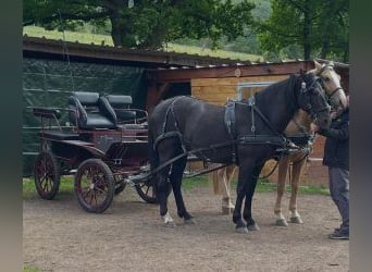 Pozostałe rasy Mix, Wałach, 10 lat, 160 cm, Kara
