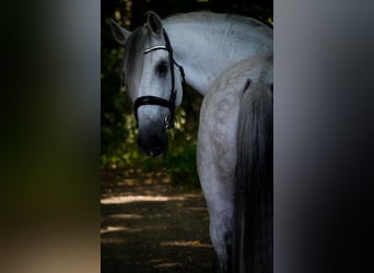 Pozostałe rasy, Wałach, 12 lat, 158 cm, Siwa