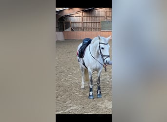 Pozostałe rasy, Wałach, 13 lat, 149 cm, Siwa