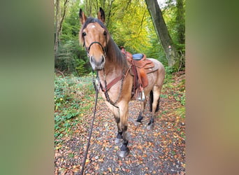 Pozostałe rasy Mix, Wałach, 15 lat, 150 cm, Gniadodereszowata