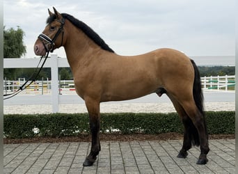 Pozostałe rasy Mix, Wałach, 3 lat, 147 cm, Bułana