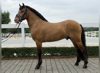 Pozostałe rasy Mix, Wałach, 3 lat, 147 cm, Bułana