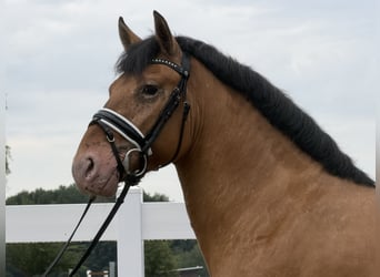 Pozostałe rasy Mix, Wałach, 3 lat, 147 cm, Bułana