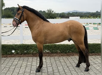 Pozostałe rasy Mix, Wałach, 3 lat, 147 cm, Bułana