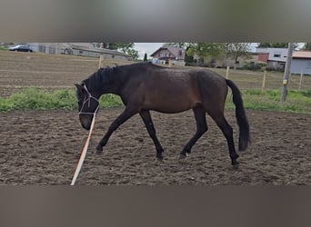 Pozostałe rasy Mix, Wałach, 3 lat, 147 cm, Skarogniada