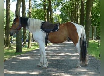 Pozostałe rasy, Wałach, 3 lat, 149 cm, Srokata