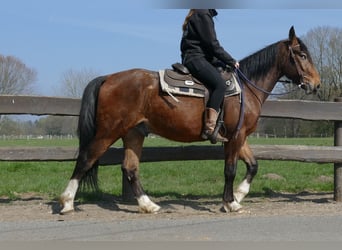 Pozostałe rasy, Wałach, 3 lat, 150 cm, Gniada