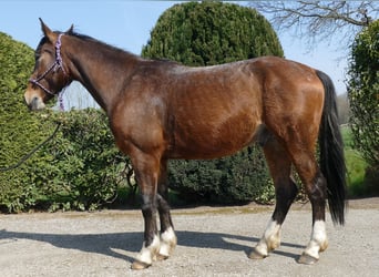 Pozostałe rasy, Wałach, 3 lat, 150 cm, Gniada