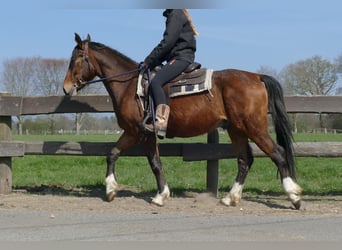 Pozostałe rasy, Wałach, 3 lat, 150 cm, Gniada