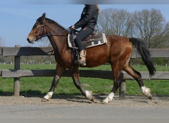 Pozostałe rasy, Wałach, 3 lat, 150 cm, Gniada