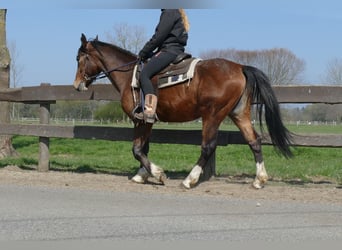 Pozostałe rasy, Wałach, 3 lat, 150 cm, Gniada