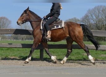 Pozostałe rasy, Wałach, 3 lat, 150 cm, Gniada