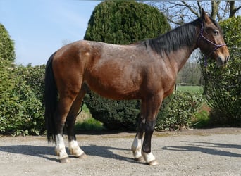 Pozostałe rasy, Wałach, 3 lat, 150 cm, Gniada