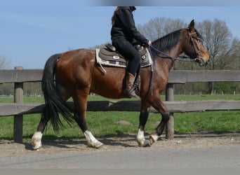 Pozostałe rasy, Wałach, 3 lat, 150 cm, Gniada