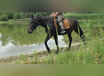 Pozostałe rasy, Wałach, 3 lat, 151 cm, Ciemnogniada
