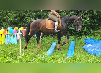 Pozostałe rasy, Wałach, 3 lat, 151 cm, Ciemnogniada