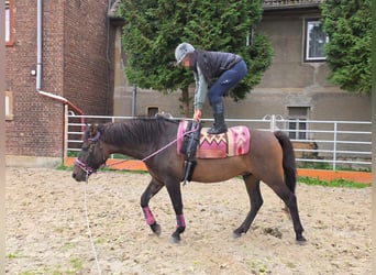 Pozostałe rasy, Wałach, 3 lat, 151 cm, Ciemnogniada