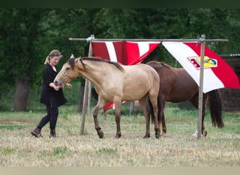 Pozostałe rasy, Wałach, 3 lat, 151 cm, Szampańska