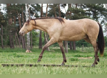 Pozostałe rasy, Wałach, 3 lat, 151 cm, Szampańska