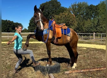 Pozostałe rasy Mix, Wałach, 3 lat, 157 cm, Ciemnokasztanowata