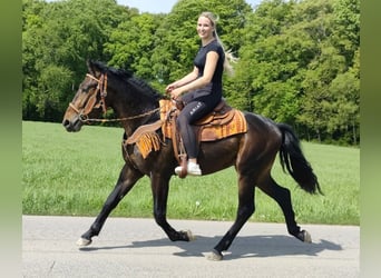 Pozostałe rasy, Wałach, 3 lat, 157 cm
