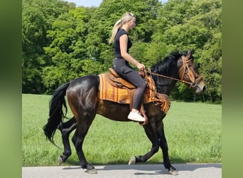 Pozostałe rasy, Wałach, 3 lat, 157 cm