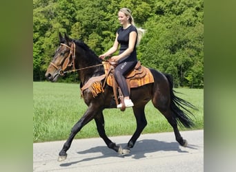 Pozostałe rasy, Wałach, 3 lat, 157 cm