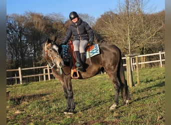 Pozostałe rasy, Wałach, 3 lat, 160 cm, Siwa jabłkowita