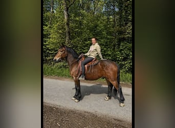 Pozostałe rasy, Wałach, 3 lat, 161 cm, Ciemnogniada