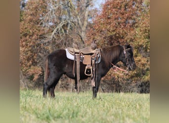 Pozostałe rasy, Wałach, 4 lat, 102 cm, Kara