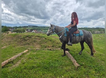 Pozostałe rasy, Wałach, 4 lat, 145 cm, Siwa jabłkowita
