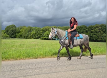 Pozostałe rasy, Wałach, 4 lat, 145 cm, Siwa jabłkowita