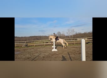 Pozostałe rasy, Wałach, 4 lat, 152 cm, Cremello