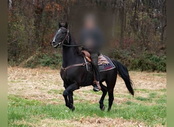 Pozostałe rasy, Wałach, 4 lat, 157 cm, Kara