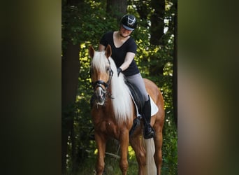 Pozostałe rasy, Wałach, 4 lat, 162 cm, Izabelowata
