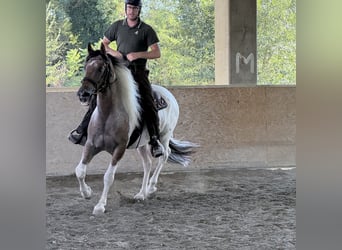 Pozostałe rasy, Wałach, 4 lat, 162 cm, Srokata