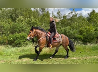 Pozostałe rasy, Wałach, 4 lat, 163 cm, Gniada