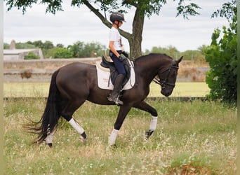 Pozostałe rasy, Wałach, 4 lat, 163 cm, Kara