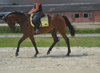 Pozostałe rasy, Wałach, 4 lat, 164 cm, Gniada