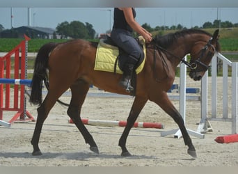 Pozostałe rasy, Wałach, 4 lat, 164 cm, Gniada