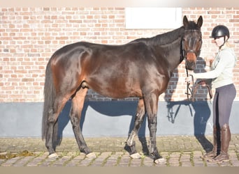 Pozostałe rasy, Wałach, 4 lat, 165 cm, Ciemnogniada