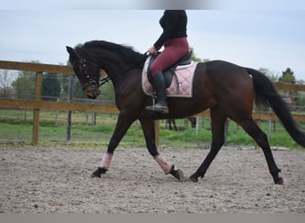 Pozostałe rasy, Wałach, 4 lat, 165 cm, Ciemnogniada