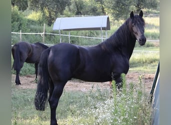 Pozostałe rasy Mix, Wałach, 4 lat, 165 cm, Kara