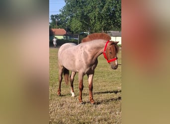 Pozostałe rasy, Wałach, 5 lat, 120 cm, Kasztanowata