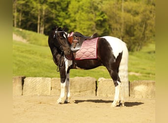 Pozostałe rasy, Wałach, 5 lat, 132 cm, Srokata