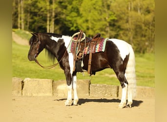 Pozostałe rasy, Wałach, 5 lat, 132 cm, Srokata