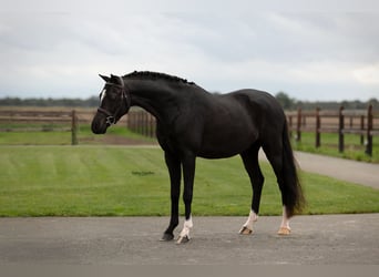 Pozostałe rasy, Wałach, 5 lat, 136 cm
