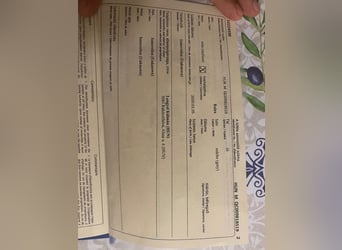 Pozostałe rasy, Wałach, 5 lat, 148 cm, Siwa