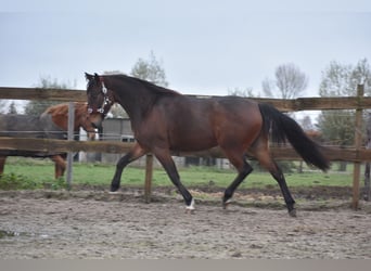 Pozostałe rasy, Wałach, 5 lat, 156 cm, Gniada