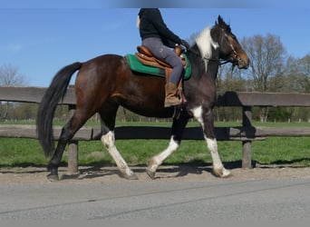Pozostałe rasy, Wałach, 5 lat, 158 cm, Srokata
